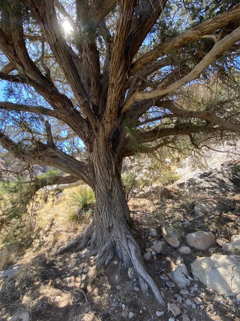 El Paso Tree